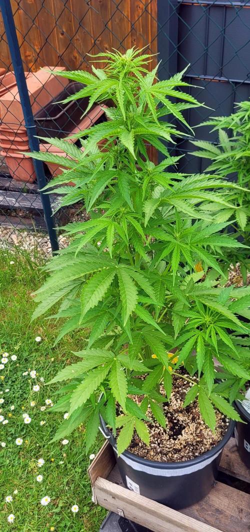 I’m a Seedling... Get Me Out of Here!. Week 8 - GG
