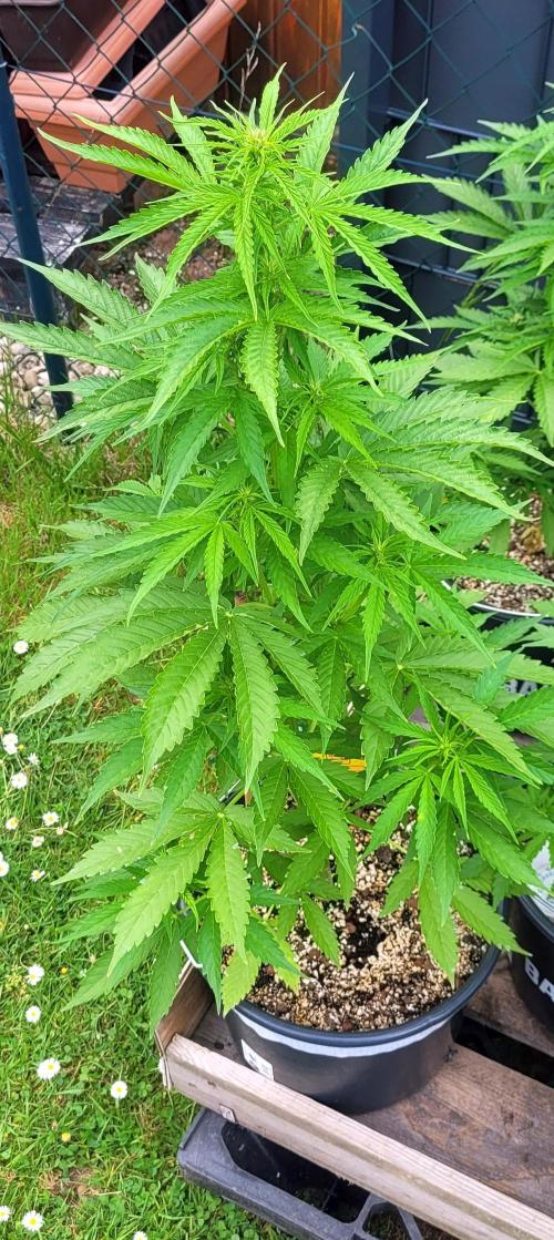 I’m a Seedling... Get Me Out of Here!. Week 8 - GG