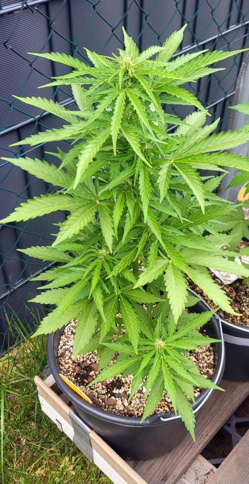 I’m a Seedling... Get Me Out of Here!. Week 8 - GG
