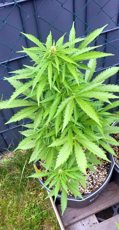 I’m a Seedling... Get Me Out of Here!. Week 8 - GG