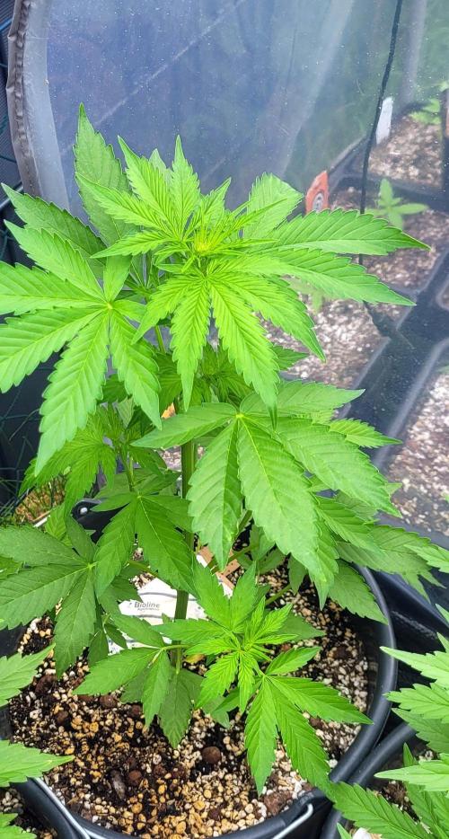 I’m a Seedling... Get Me Out of Here!. Week 8 - Sky