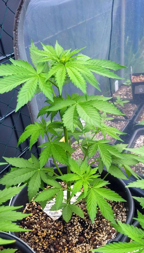 I’m a Seedling... Get Me Out of Here!. Week 8 - Sky