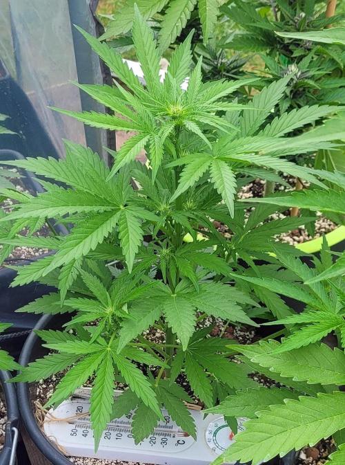 I’m a Seedling... Get Me Out of Here!. Week 8 - Z-up
