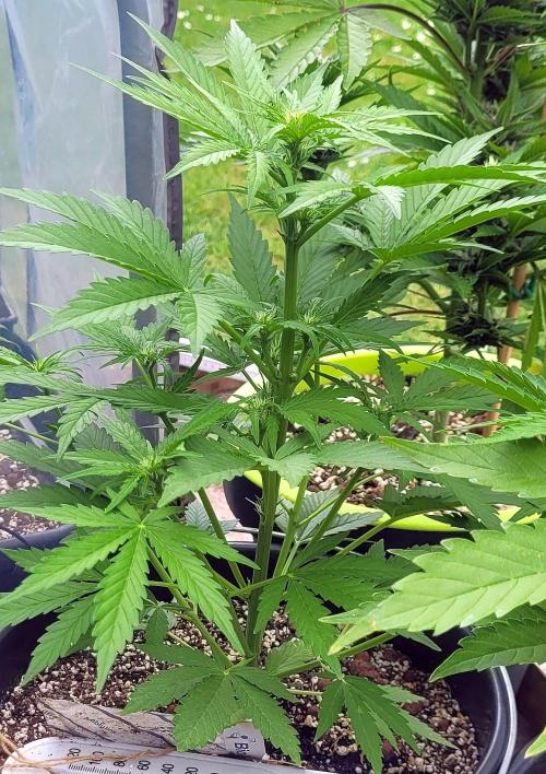 I’m a Seedling... Get Me Out of Here!. Week 8 - Z-up