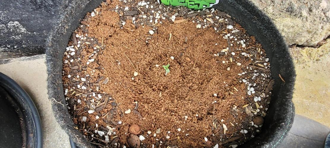 I’m a Seedling... Get Me Out of Here!. Week 8 - Frostbanger