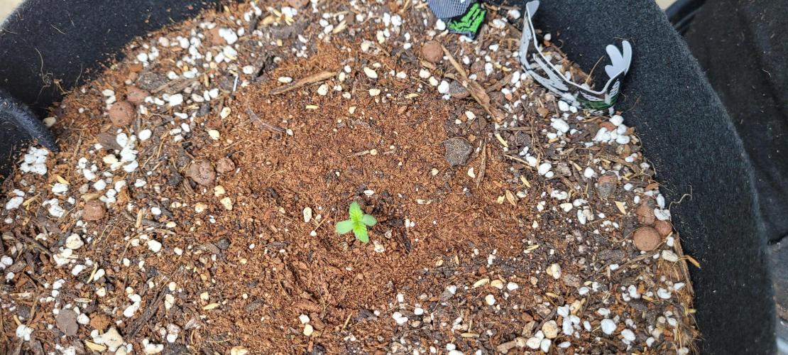 I’m a Seedling... Get Me Out of Here!. Week 8 - Frostbanger