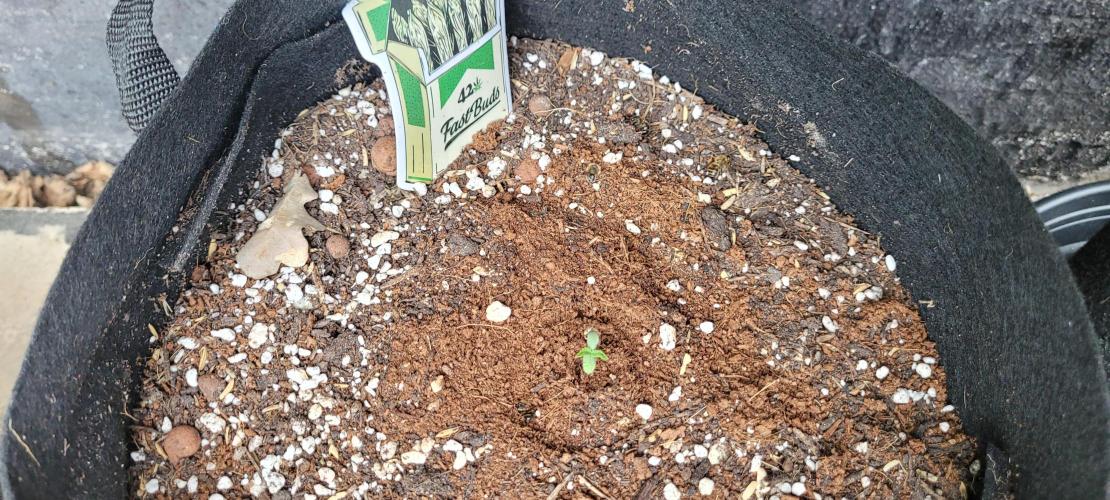 I’m a Seedling... Get Me Out of Here!. Week 8 - Frostbanger