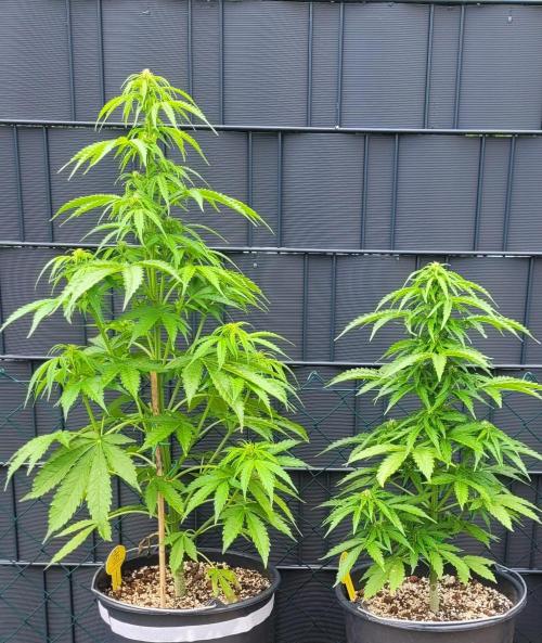 I’m a Seedling... Get Me Out of Here!. Week 9 - GG