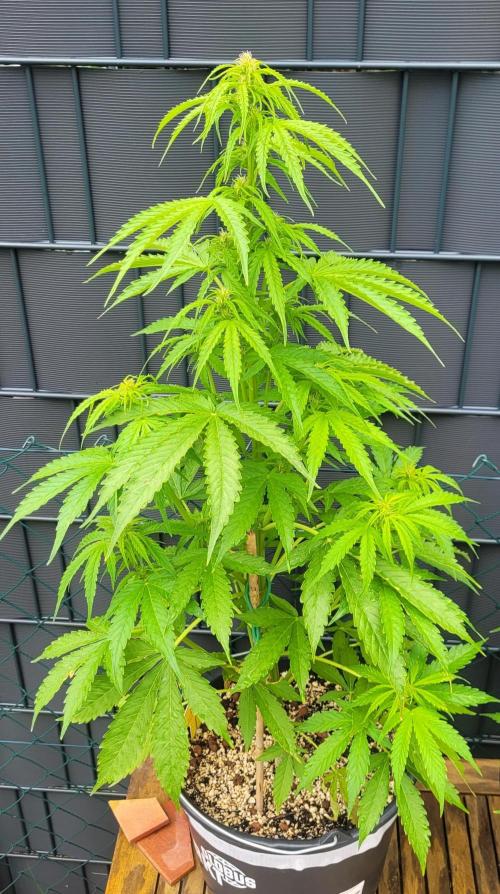 I’m a Seedling... Get Me Out of Here!. Week 9 - GG