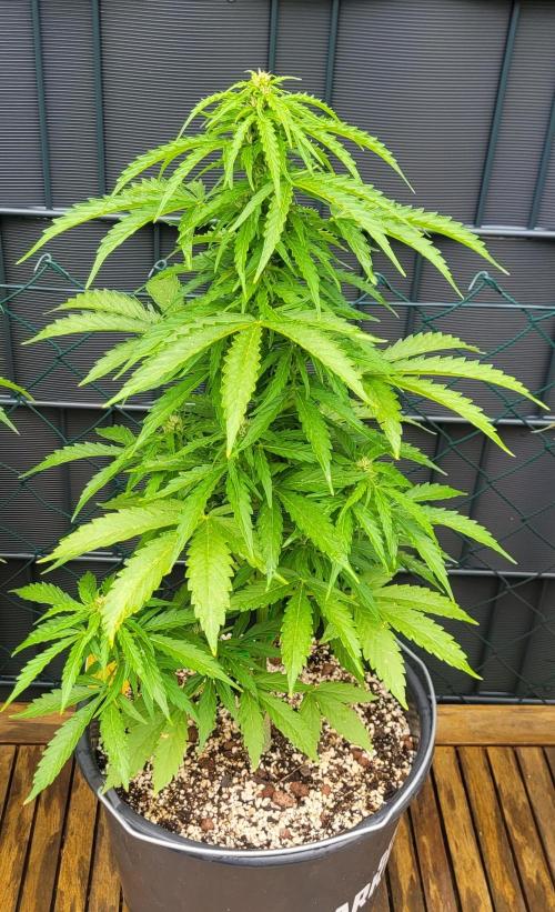 I’m a Seedling... Get Me Out of Here!. Week 9 - GG