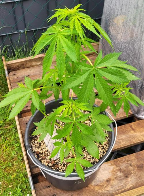I’m a Seedling... Get Me Out of Here!. Week 9 - Sky