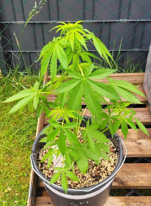 I’m a Seedling... Get Me Out of Here!. Week 9 - Sky