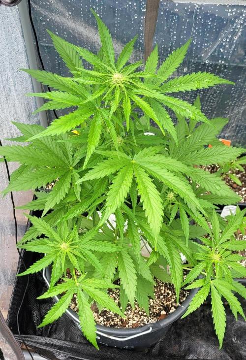 I’m a Seedling... Get Me Out of Here!. Week 9 - 7-up