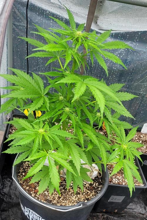 I’m a Seedling... Get Me Out of Here!. Week 9 - 7-up