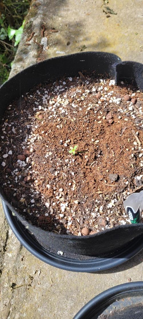 I’m a Seedling... Get Me Out of Here!. Week 9 - Frostbanger