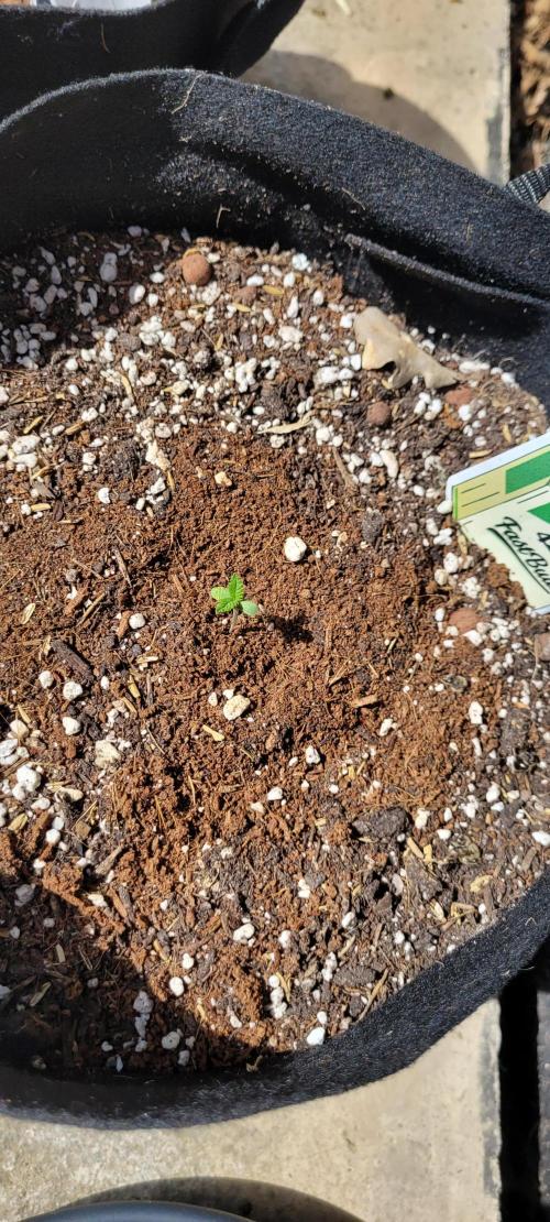 I’m a Seedling... Get Me Out of Here!. Week 9 - Frostbanger