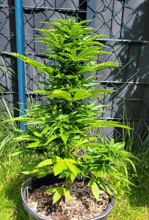 I’m a Seedling... Get Me Out of Here!. Week 10 - GG