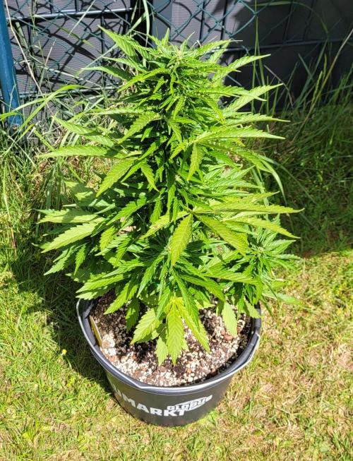 I’m a Seedling... Get Me Out of Here!. Week 10 - GG