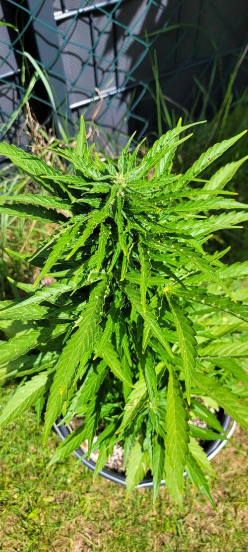 I’m a Seedling... Get Me Out of Here!. Week 10 - GG