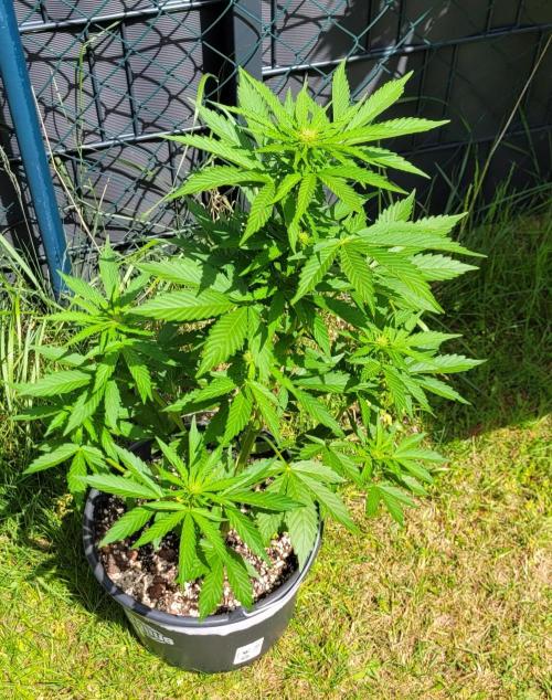 I’m a Seedling... Get Me Out of Here!. Week 10 - Sky