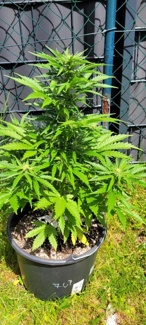 I’m a Seedling... Get Me Out of Here!. Week 10 - Z-up