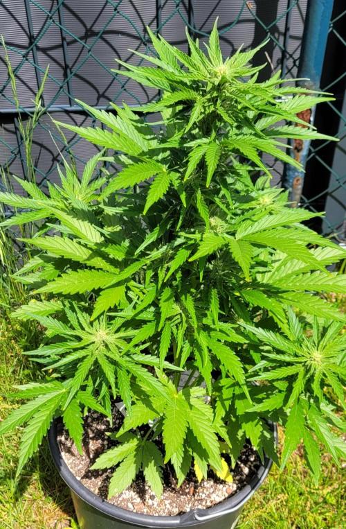 I’m a Seedling... Get Me Out of Here!. Week 10 - Z-up