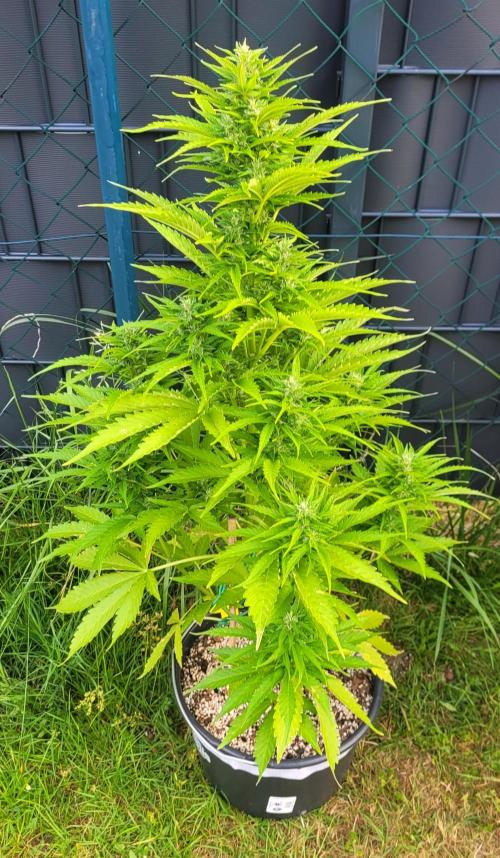 I’m a Seedling... Get Me Out of Here!. Week 11 - GG