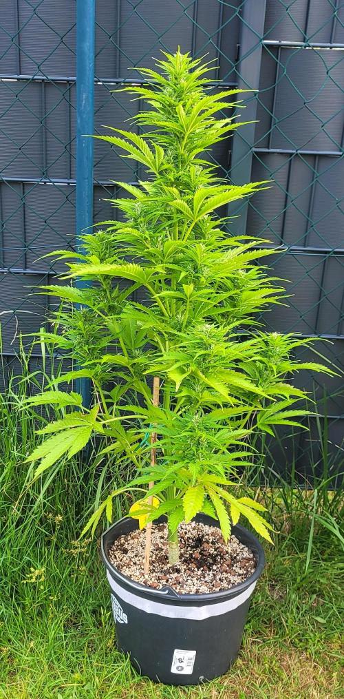I’m a Seedling... Get Me Out of Here!. Week 11 - GG