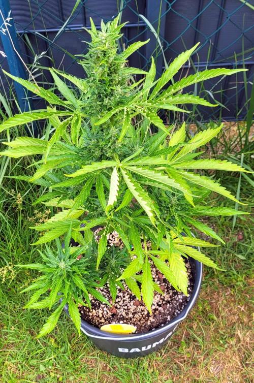 I’m a Seedling... Get Me Out of Here!. Week 11 - GG