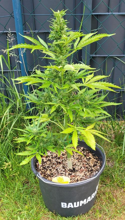 I’m a Seedling... Get Me Out of Here!. Week 11 - GG