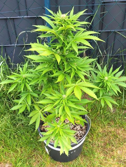 I’m a Seedling... Get Me Out of Here!. Week 11 - Sky