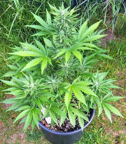 I’m a Seedling... Get Me Out of Here!. Week 11 - Z-up