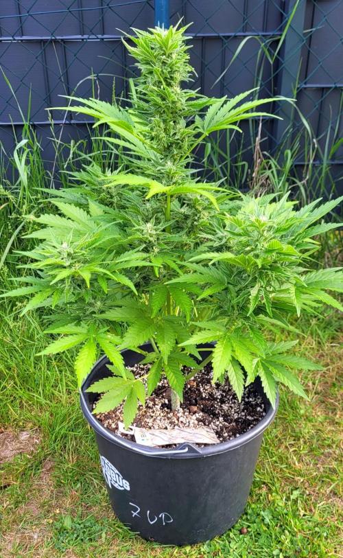 I’m a Seedling... Get Me Out of Here!. Week 11 - Z-up