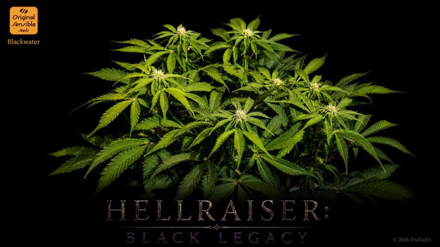 Hellraiser: Black Legacy. Week 11 - Chatterer