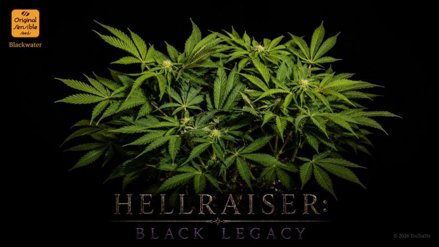 Hellraiser: Black Legacy. Week 11 - Deep Throat