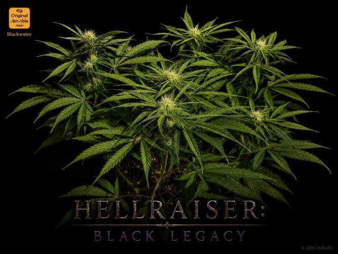 Hellraiser: Black Legacy. Week 11 - Pinhead