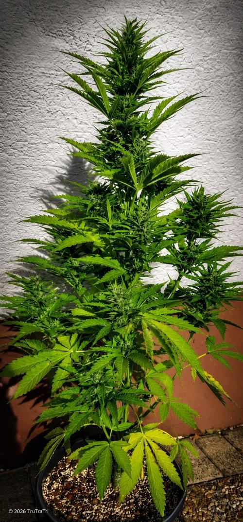 I’m a Seedling... Get Me Out of Here!. Week 12 - Gluezilla 
