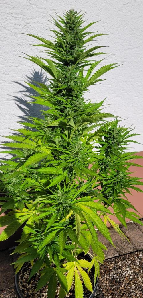 I’m a Seedling... Get Me Out of Here!. Week 12 - Gluezilla 