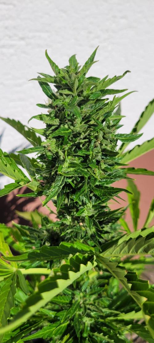I’m a Seedling... Get Me Out of Here!. Week 12 - Sticky Vicky