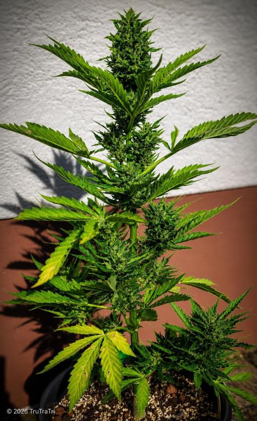 I’m a Seedling... Get Me Out of Here!. Week 12 - Sticky Vicky
