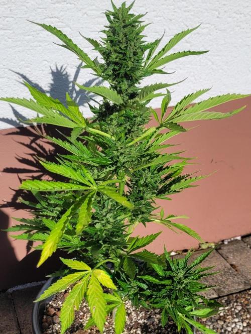 I’m a Seedling... Get Me Out of Here!. Week 12 - Sticky Vicky