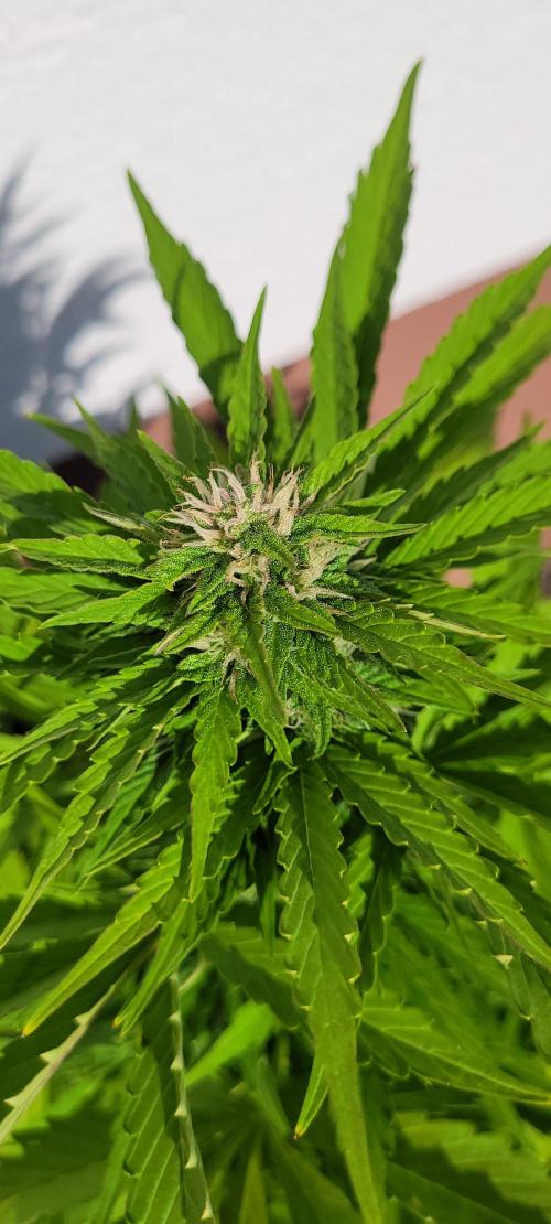 I’m a Seedling... Get Me Out of Here!. Week 12 - Princess Leafa