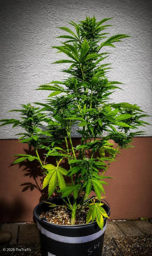 I’m a Seedling... Get Me Out of Here!. Week 12 - Princess Leafa