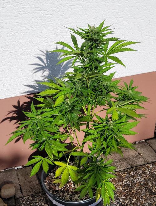 I’m a Seedling... Get Me Out of Here!. Week 12 - Princess Leafa