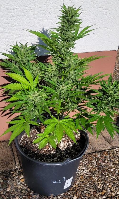 I’m a Seedling... Get Me Out of Here!. Week 12 - Z-List Celebrity