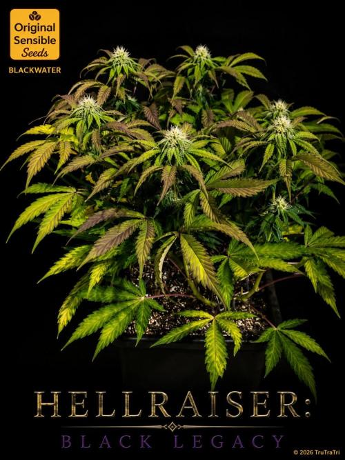 Hellraiser: Black Legacy. Week 12 - Chatterer