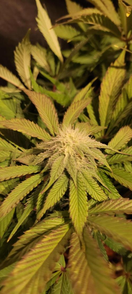 Hellraiser: Black Legacy. Week 12 - Deep Throat