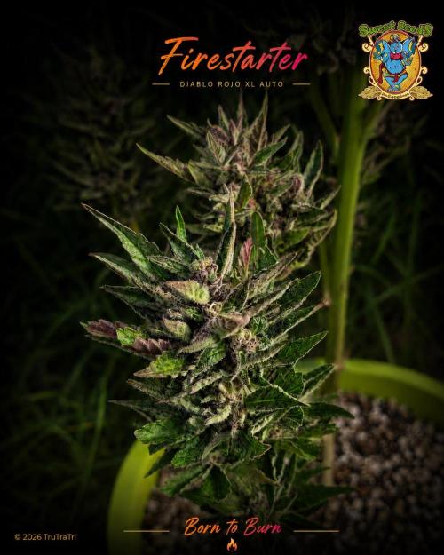 Firestarter - Born to Burn. Week 12