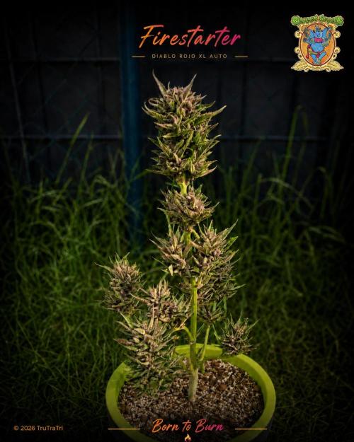 Firestarter - Born to Burn. Week 12