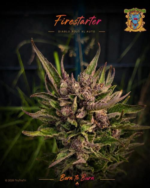 Firestarter - Born to Burn. Week 12